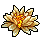 Flor de Lótus Flor de Lótus