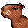 Chispi, a Capivara