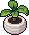 Plantinha Elayne