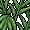 Planta Tropical