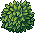 Arbusto Verdinho