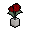 Camille_tulipe_blanc