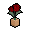 Camille_tulipe_creme