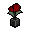 Camille_tulipe_noir