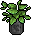 Plantinha Folhosa