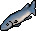 Barracuda