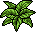 Plantinha Persa