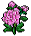 Crisântemo Rosa