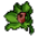 Flor Coral