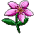 Mut_Flor_Rosada