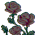 Mut_Rosas