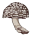 Amanita Coral
