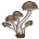 Champignon Encantado