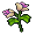 Lírio Rosa