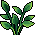 Planta Aromática