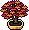 Bonsai Plátano Outonal