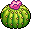 Cactos Decorativos