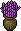 Vasinho Roxo