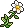 Margaridas