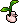 Plantinha Pato