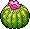 Cacto Barril
