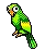 Loro Silvestre