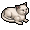 Gato Branco