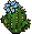 Cacto Florido