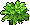 Plantinha Shalimar