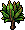 Planta Carludovica