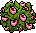 Arbusto de Rosas