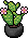 Cacto Florido