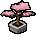 Bonsai Rosa