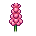 Tremoceiro Rosa