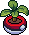 Poke Planta