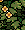 rbusto_rbusto1