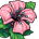 Grande Rosa