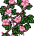 Vinhas Sakuras