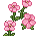 Flores Sakura
