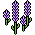 Tremoceiro Lavanda
