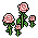 Rosas Apaixonantes
