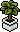 Planta de Folhas Gigante