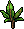 Planta Carludovica